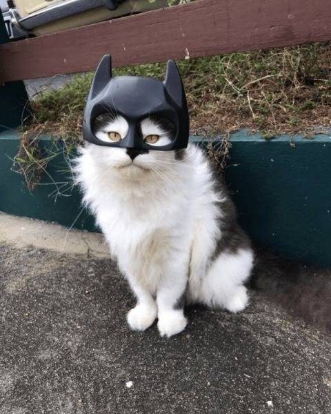 Фотоприколы и картинки дня Фотоприколы и картинки дня