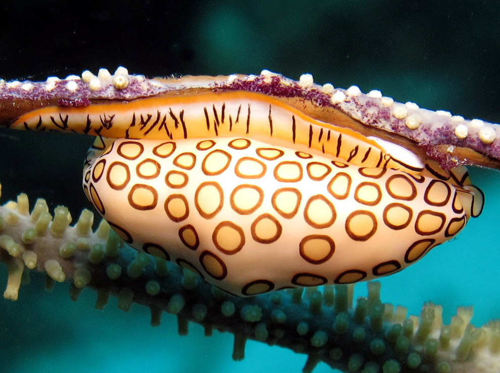 Cyphoma gibbosum