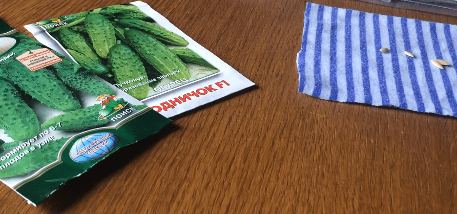 Экспресс-метод выращивания рассады огурцов: быстрее просто не бывает! огород,огурцы,рассада