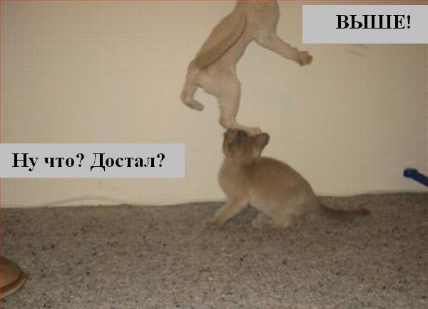 Котоматрица. Мысли вслух :) Котоматрица. Мысли вслух :)