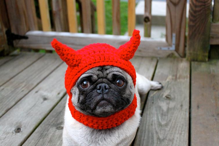 Уморительный Мопс в вязаных шапочках рассмешил Сеть