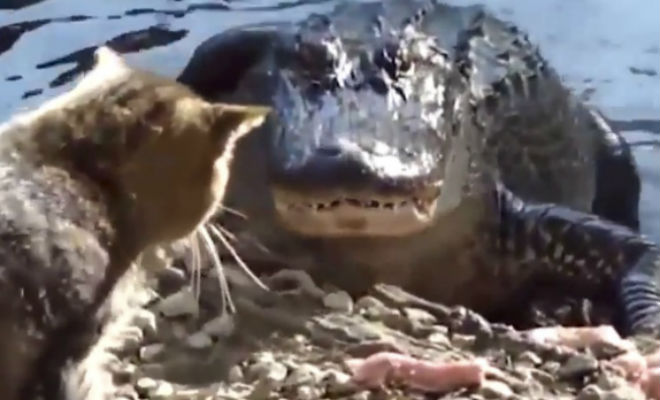 Крокодил хотел поживиться на берегу, но столкнулся со сторожевым котом Видео,кот,крокодил,Природа,Пространство