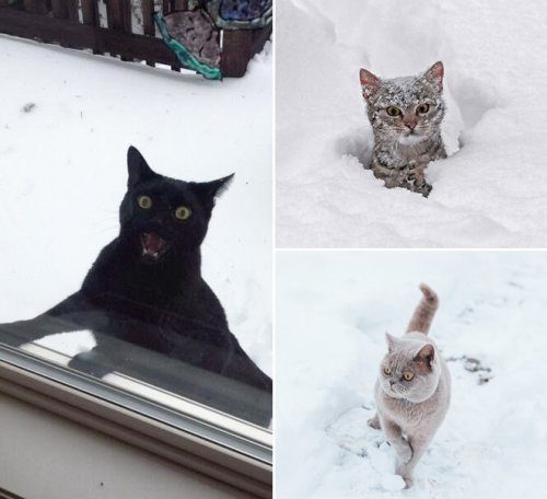 Кошки и снег