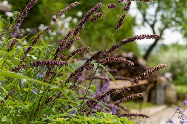 Перловник высокий (Melica altissima)