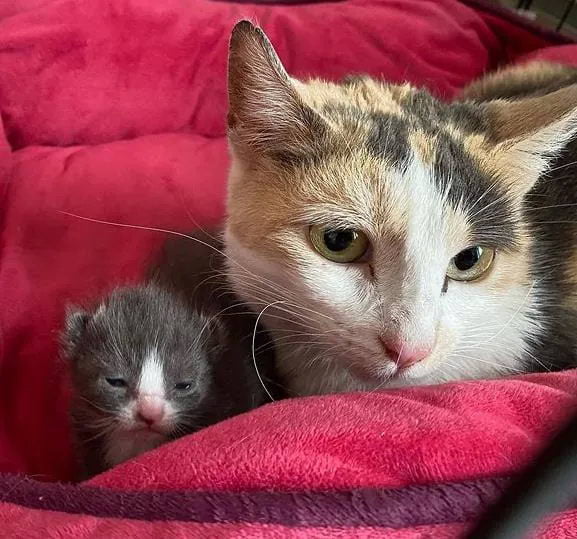 Без кота и жизнь не та