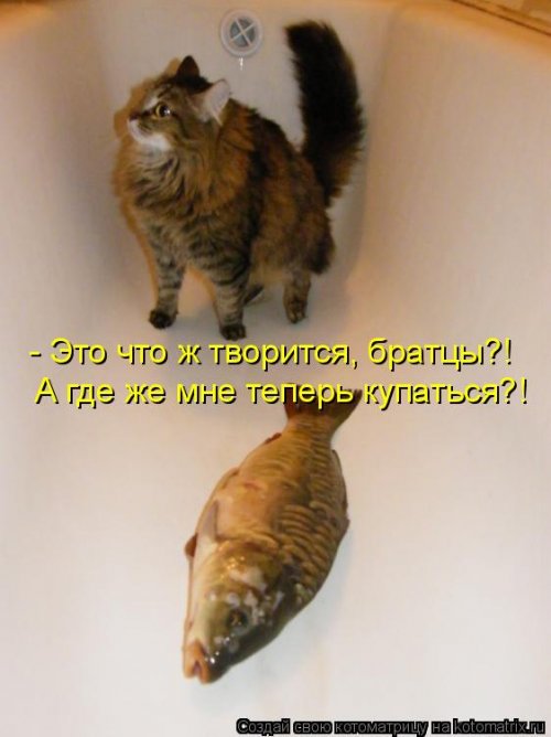 Лучшая котоматрица недели Лучшая котоматрица недели позитив,смешные картинки,юмор