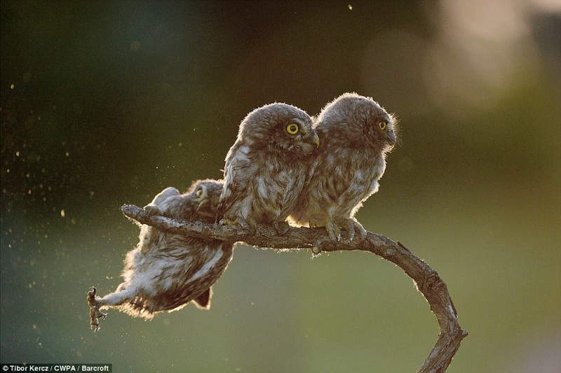 "Ребята, помогите!" 2017, Comedy Wildlife Photography Awards, забавные животные, смешные животные, уморительные, фотографии животных, фотоконкурс, фотоконкурсы. природа