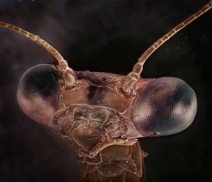 Необычные портреты знакомых вам насекомых