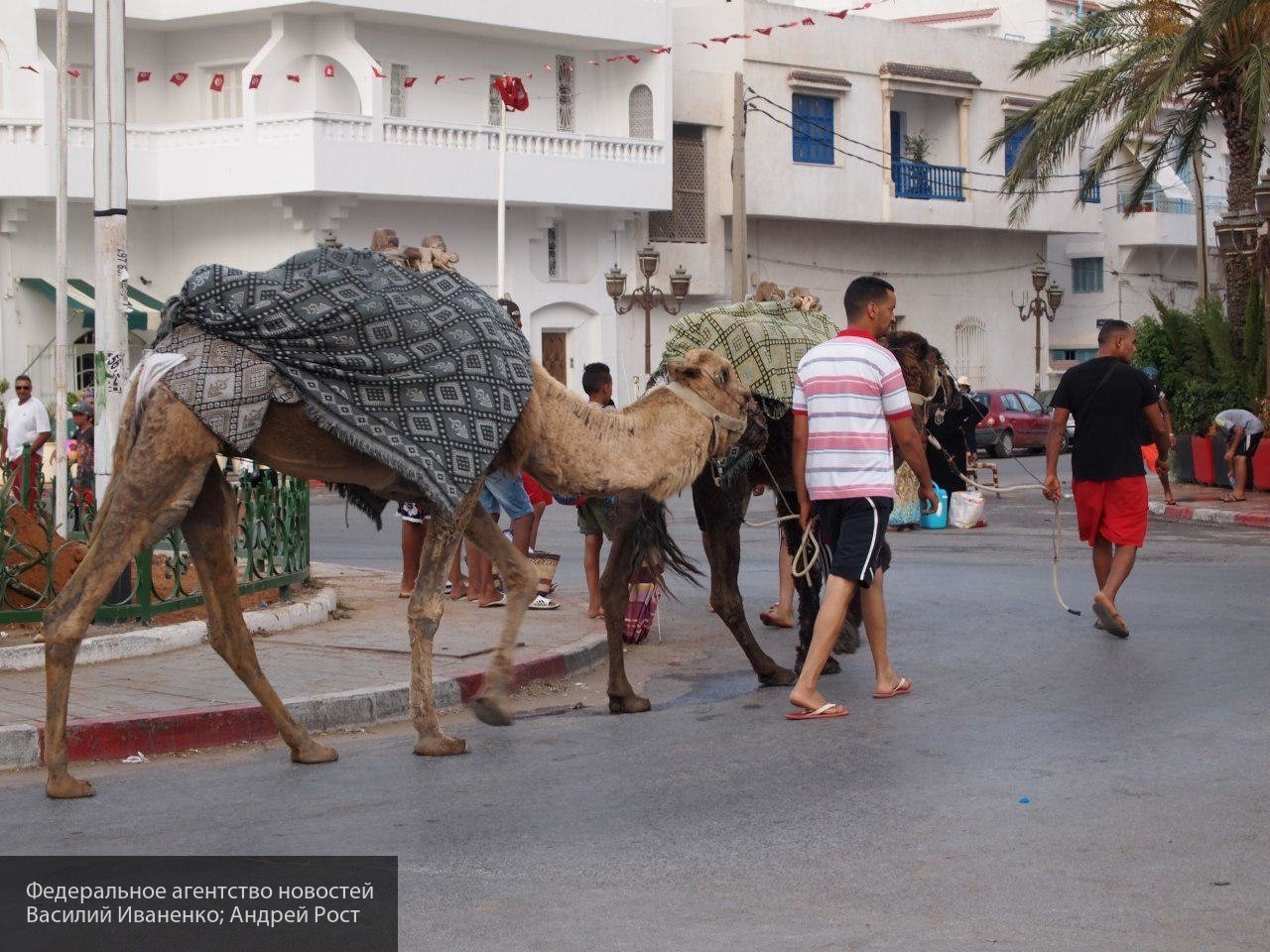 «Угроза революции и войн»: эксперт о последствиях высокой безграмотности населения Туниса