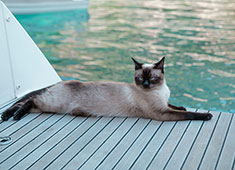 Почему ваша кошка качается