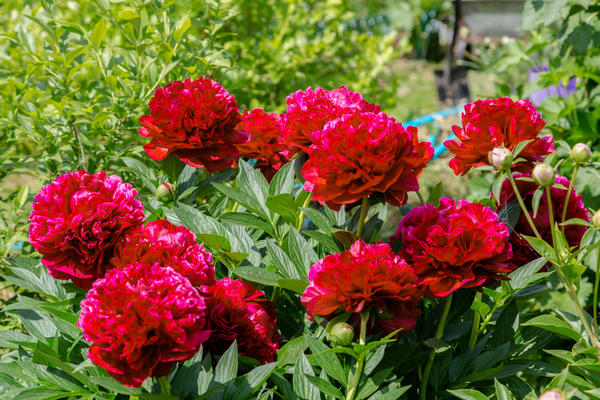 Бордовые и красные пионы: подборка сортов в горячих оттенках садоводство,цветоводство