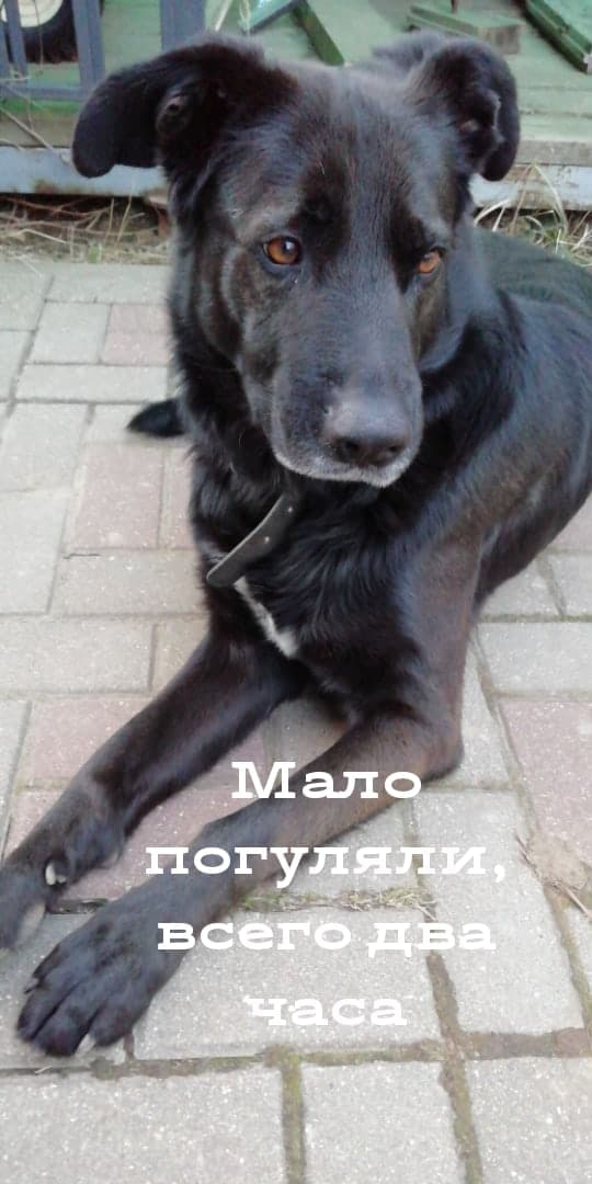 собака во дворе