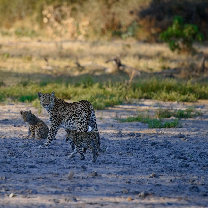 Жизнь грациозных леопардов на фото