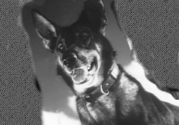 История пса Джульбарса 