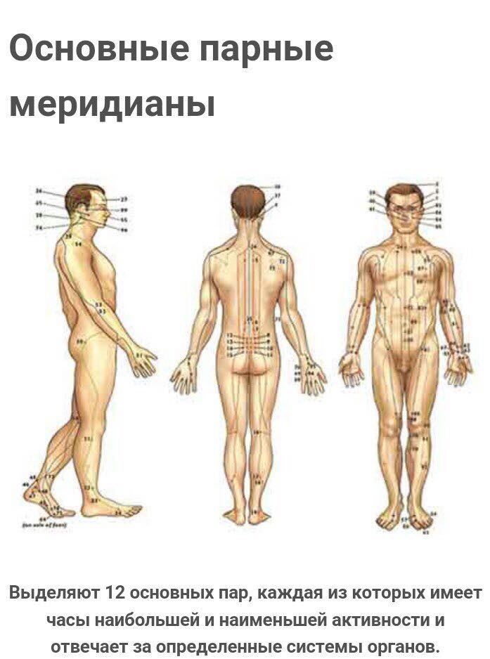 Основные меридианы человека схема и направления