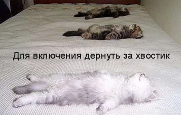 ÐšÐ¸Ñ-ÐºÐ¸Ñ- ÑŽÐ¼Ð¾Ñ€