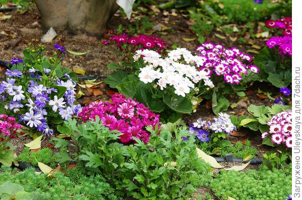 Все в сад: делаем цветники из комнатных растений дача,сад и огород,цветоводство