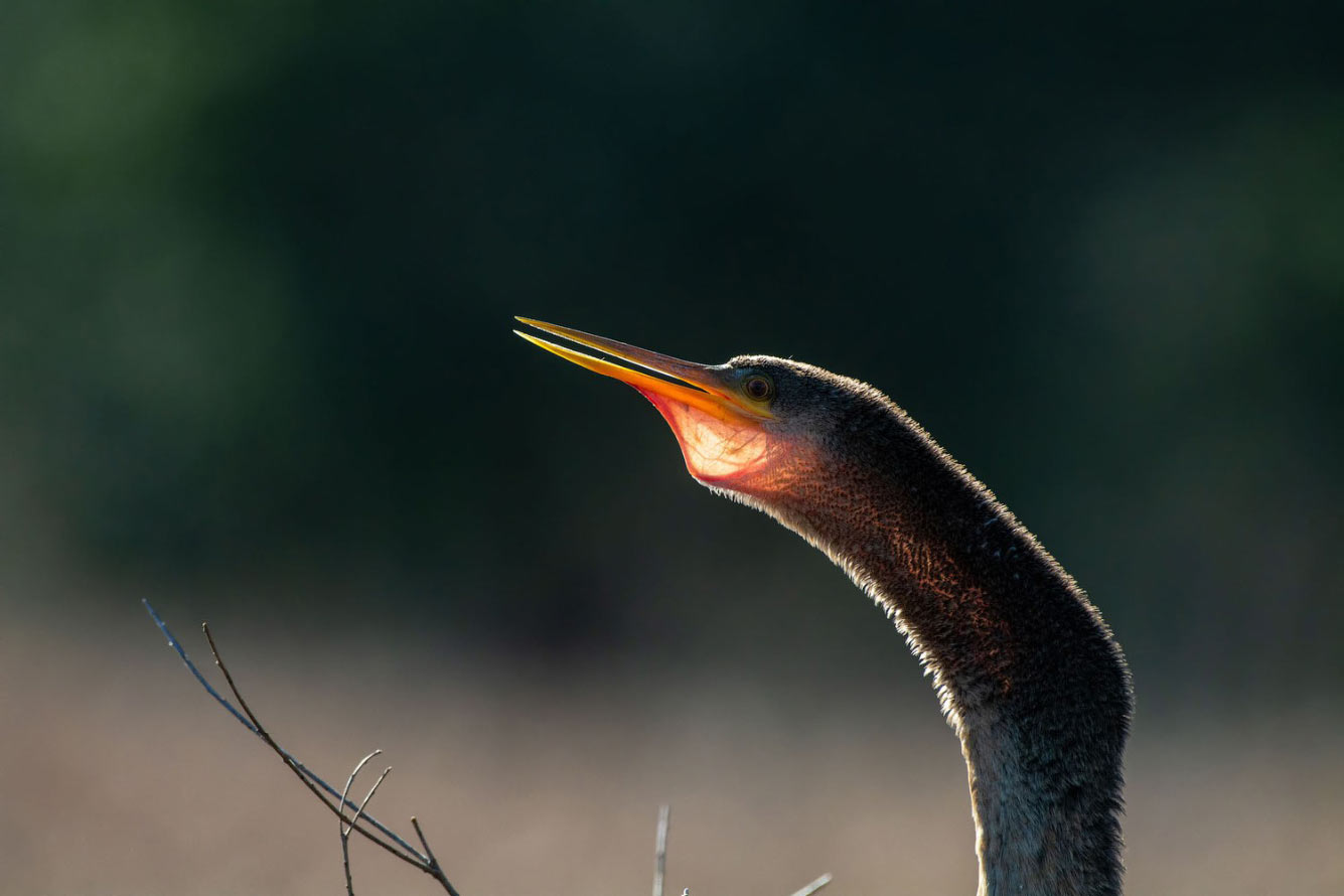 Птичий конкурс Audubon Photography Awards 2021 Audubon, Photography, семейства, птица, Timmis, Северной, птицами, крыльев, хохлатый, Длина, перепел, тетерев, Америки, AwardsБольшая, AwardsАмериканская, меньше, Suriano, Scott, цапля, размах