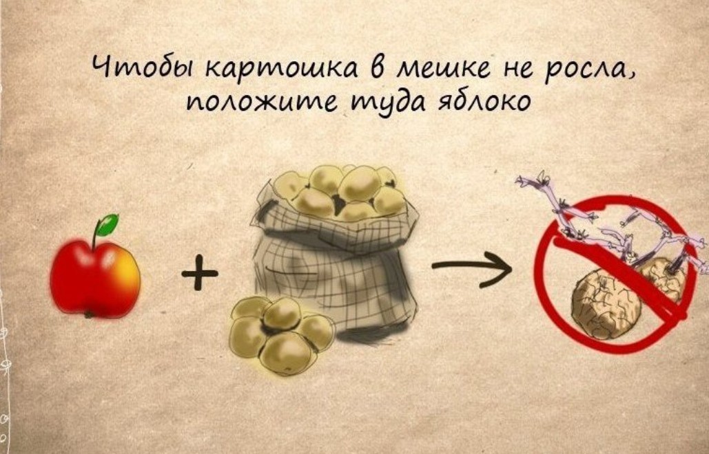 Рисунок хитрость против хитрости