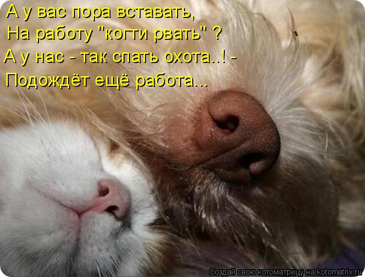 Котоматрица: А у вас пора вставать, На работу "когти рвать" ? А у нас - так спать охота..! - Подождёт ещё работа...