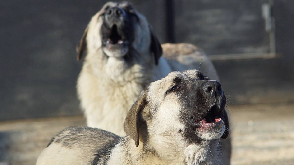 Бездомная собака накинулась на группу первоклассников в Тверской области