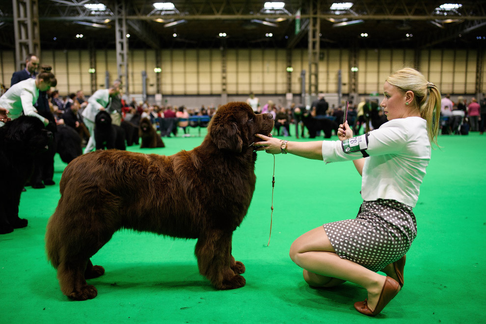 Выставка собак Crufts Dog Show 2018