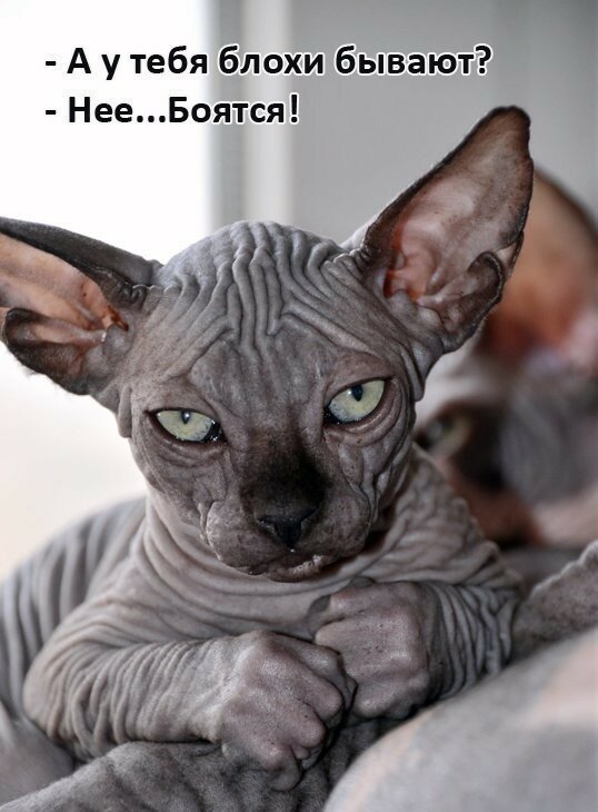 ÐšÐ¸Ñ-ÐºÐ¸Ñ- ÑŽÐ¼Ð¾Ñ€