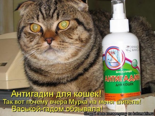 Самые смешные котоматрицы за прошедшую неделю