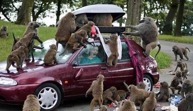 Подборка автомобильных приколов Подборка автомобильных приколов смешные картинки