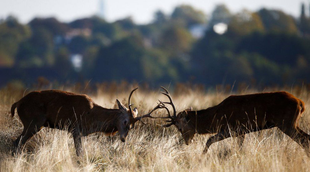 Осенние цвета Великобритании Осенние цвета Великобритании пейзажи