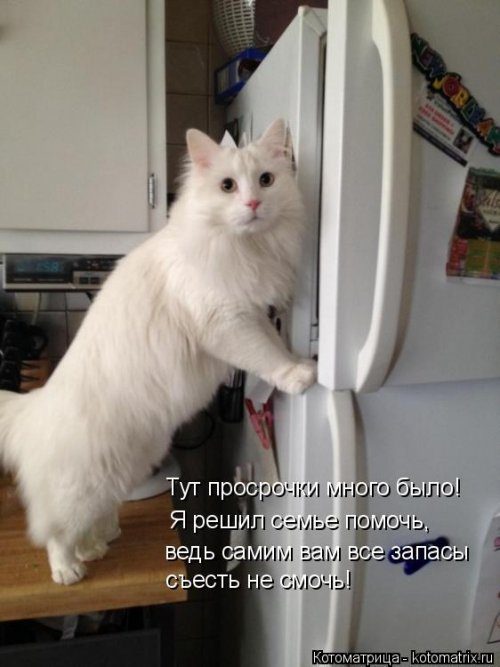 Самые смешные котоматрицы за прошедшую неделю Самые смешные котоматрицы за прошедшую неделю