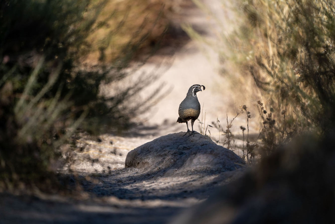 Птичий конкурс Audubon Photography Awards 2021 Audubon, Photography, семейства, птица, Timmis, Северной, птицами, крыльев, хохлатый, Длина, перепел, тетерев, Америки, AwardsБольшая, AwardsАмериканская, меньше, Suriano, Scott, цапля, размах