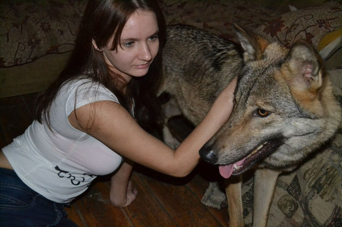 Якутский водитель белаза, подобрал щенка, которая с ним прожил 6 месяцев, после чего выяснилось, что... происшествия,Россия