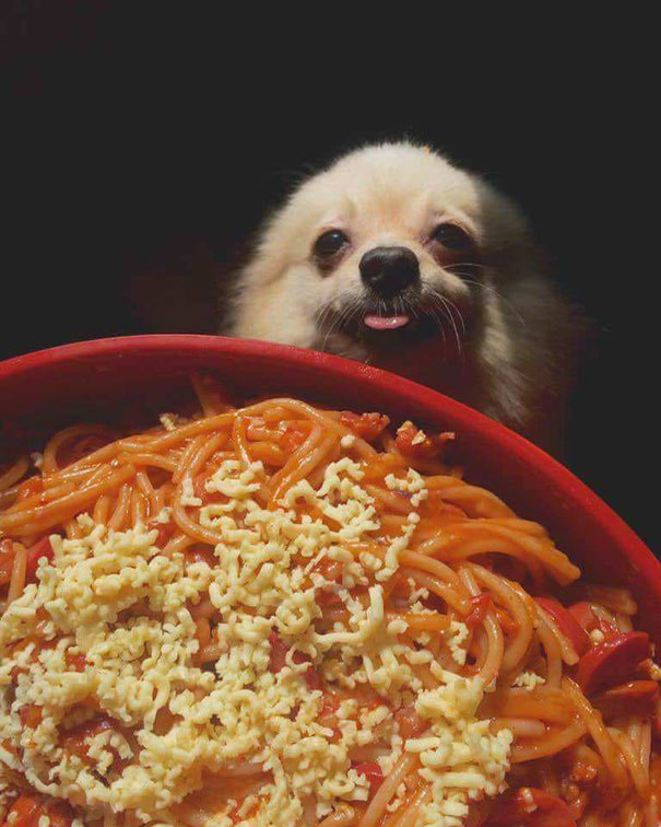 О том, как собаки умеют выпрашивать еду )) веселые картинки