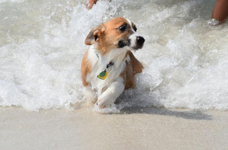 Неподдельные эмоции отважных собак, которые бояться самую обычную воду