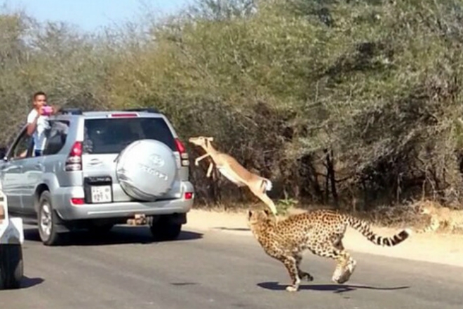 Испуганная антилопа спряталась от преследования от гепардов прямо в машине туристов gazel,Африка,Видео,гепард,дикие животные,Пространство,туристы