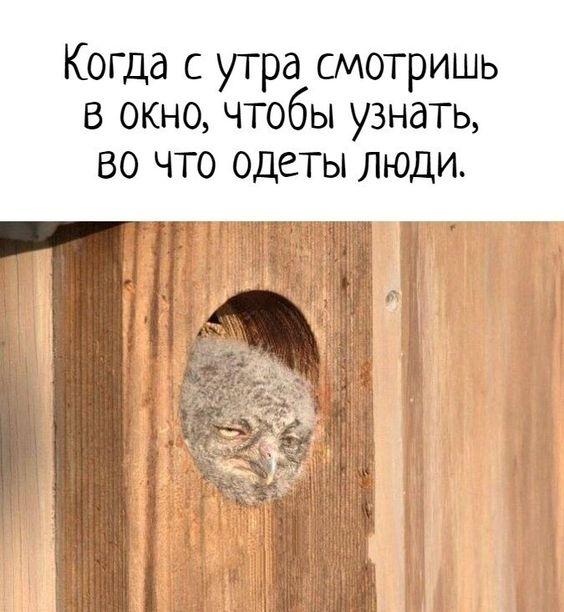 Смешные до слез убойные картинки 