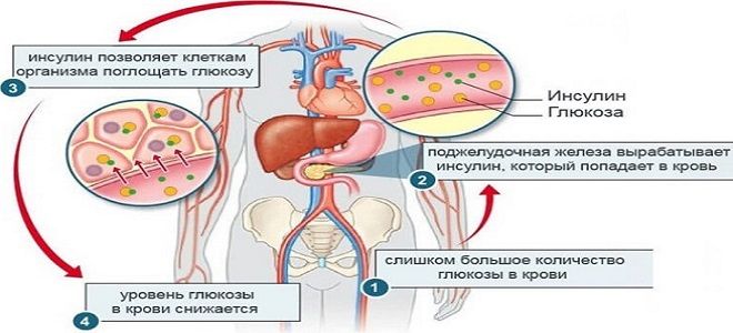 Инсулин гормон железы. Гормон поджелудочной железы инсулин функции. Панкреатическая железа инсулин. Вырабатывающая гормон — инсулин:. Гормон поджелудочной железы инсулин кратко.