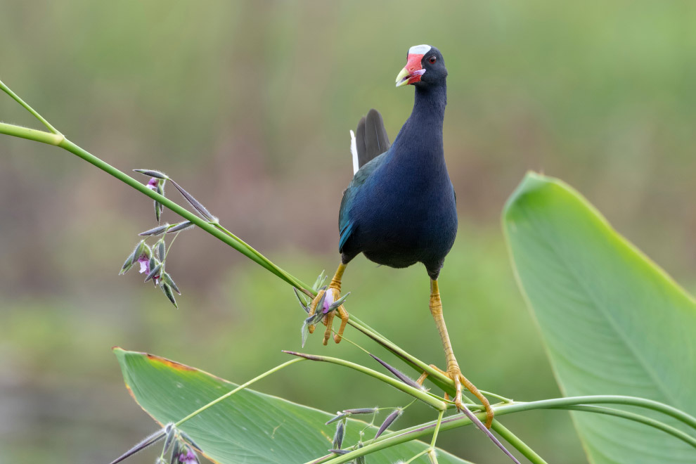 Птичий конкурс Audubon Photography Awards 2019 Птичий конкурс Audubon Photography Awards 2019