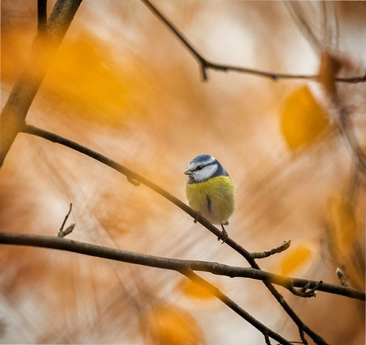    Angry Birds    18