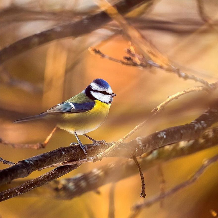    Angry Birds    15