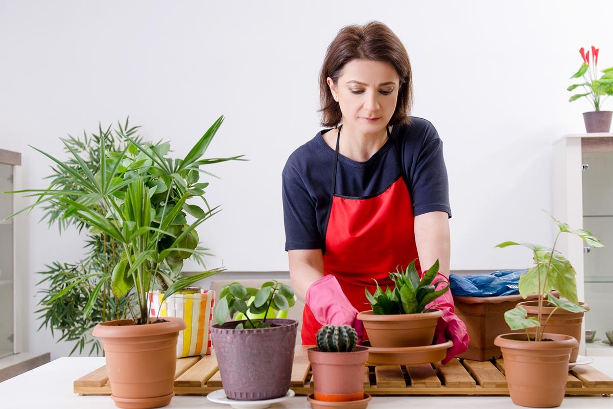 Чем поможет комнатным растениям перекись и почему она крайне необходима комнатные растения,цветоводство