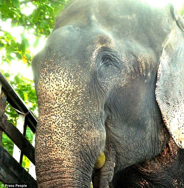 Radga14 Спасение слона, проведшего 50 лет в неволе, который плакал от счастья