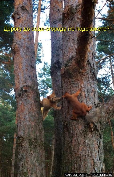 Лучшая котоматрица недели Лучшая котоматрица недели позитив,смешные картинки,юмор