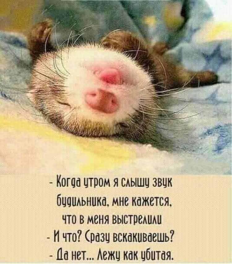 25 остроумных анекдотов и шуток в картинках 