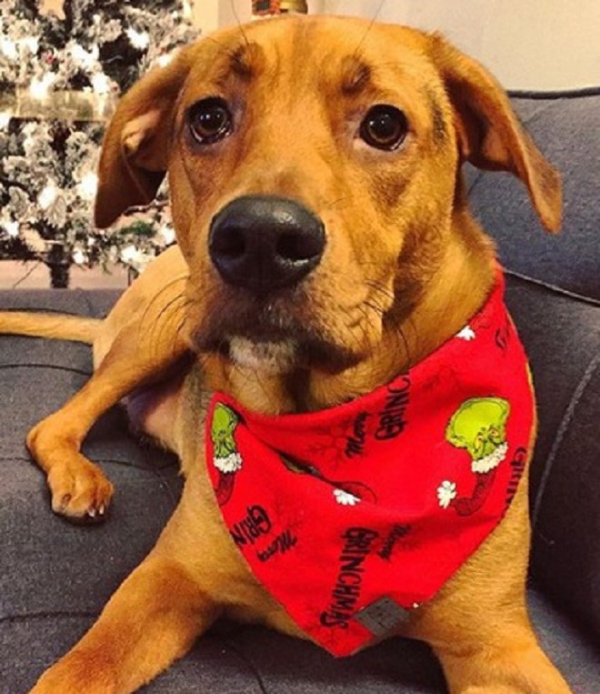 Собака в платке