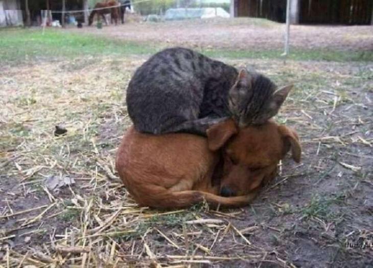 Кошки, которые настолько обнаглели, что используют собак вместо подушки Кошки, которые настолько обнаглели, что используют собак вместо подушки