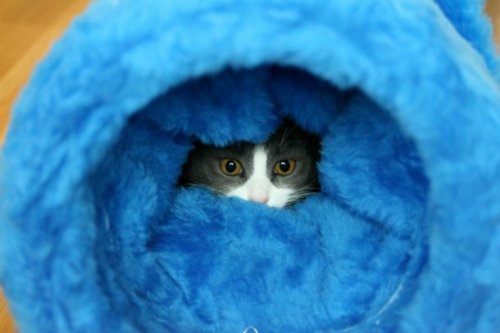 23 наглядных фотодоказательства того, что кошки ведут себя, как люди 23 наглядных фотодоказательства того, что кошки ведут себя, как люди