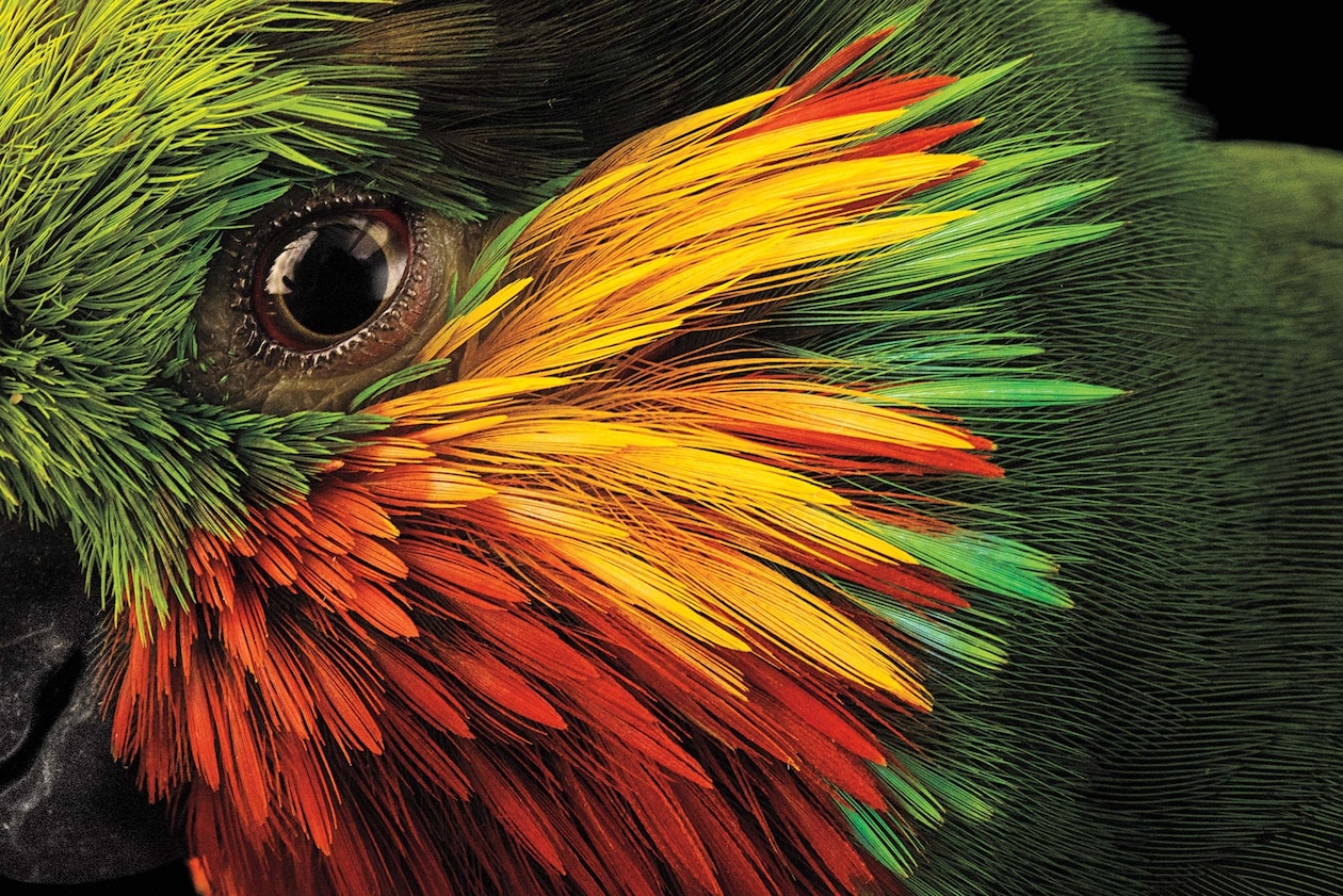 Крупный план глаза фигового попугая Эдварда, окруженного желтыми, красными и зелеными перьями