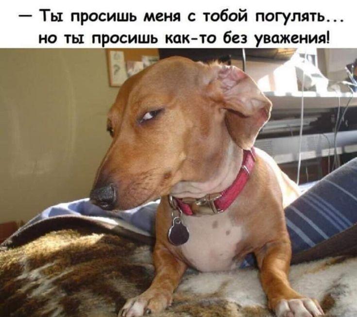 Смешные картинки, весь юмор которых поймут только собачники. Выпуск 1 Смешные картинки, весь юмор которых поймут только собачники. Выпуск 1 comedy pet photography,конкурс,evergreen,format-article,noindex,Развлечения